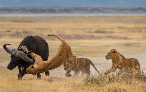 Buvoli i lvi patří k ozdobám tanzanského parku Ngorongoro.