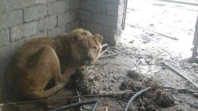 2. 2. 2017 - Fotografie z vojáky dobývaného Mosulu, který od roku 2014 ovládají radikálové z IS. Vyhladovělá lvice v zapomenuté zoo. 