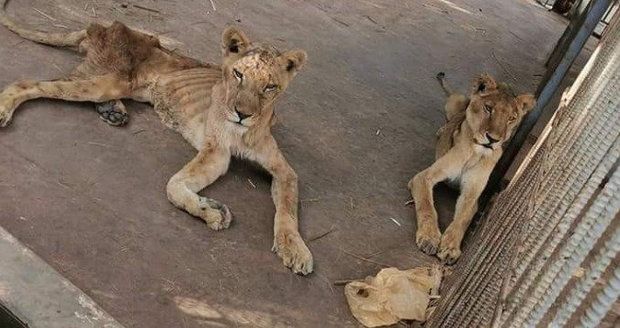 Lvice ze „zoo smrti“ uhynula, byly jí vidět kosti. Zahrada tvrdí: Nebyly peníze