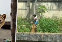 Šokující video útoku lvice Leony: Mladík vlezl do výběhu šelmy přes strom, útok šelmy nepřežil!