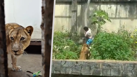 Lvice Leona útočící na muže ve výběhu