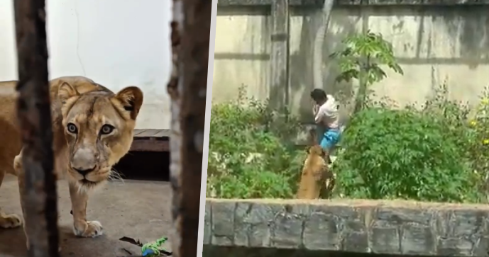 Lvice Leona útočící na muže ve výběhu