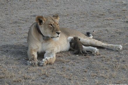 Divoká lvice kojí leopardí mládě. Expertovi z fotek „spadla čelist“
