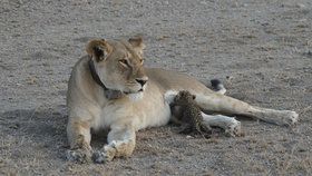 Lvice Nosikitok kojí v Tanzanii klidně mládě leoparda