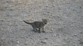 Lvice Nosikitok kojí v Tanzanii klidně mládě leoparda