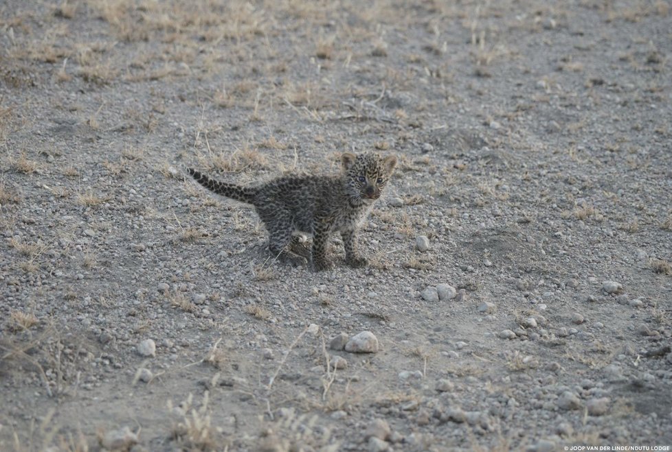 Lvice Nosikitok kojí v Tanzanii klidně mládě leoparda