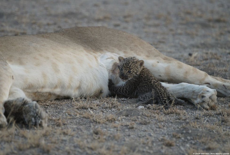 Lvice Nosikitok kojí v Tanzanii klidně mládě leoparda
