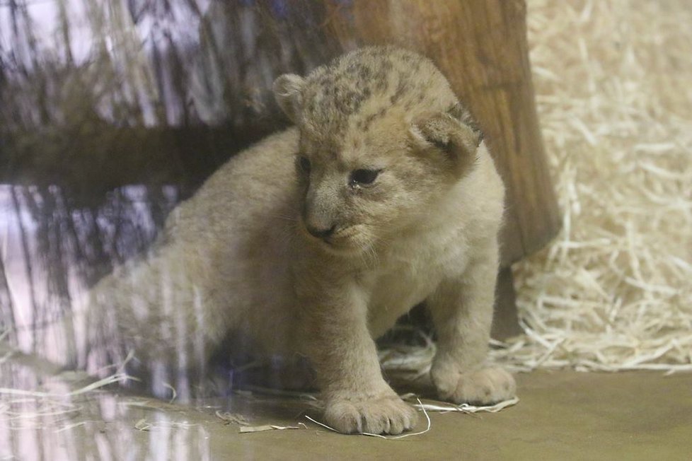 Chov lvů berberských v plzeňské zoo