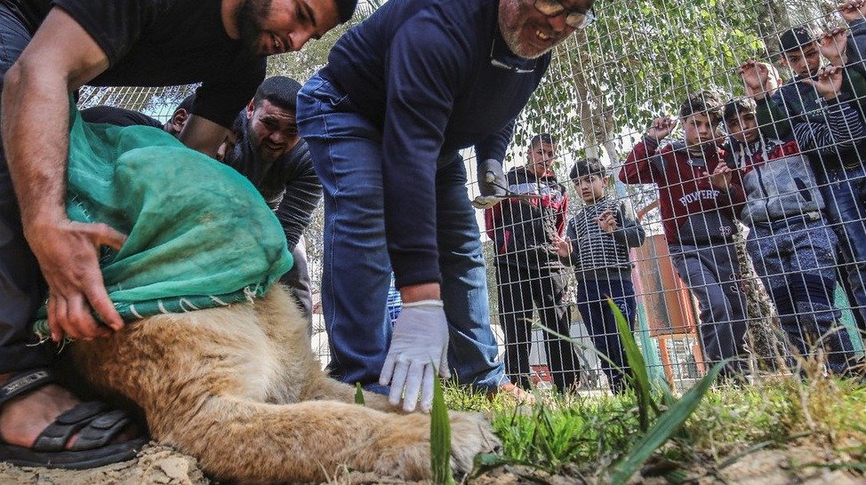 Když je fotka se lvem víc než zdraví zvířete. Zoo vytrhla lvíčeti drápy, to z toho dostalo depresi