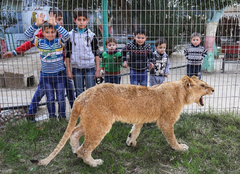 Když je fotka se lvem víc než zdraví zvířete. Zoo vytrhla lvíčeti drápy, to z toho dostalo depresi