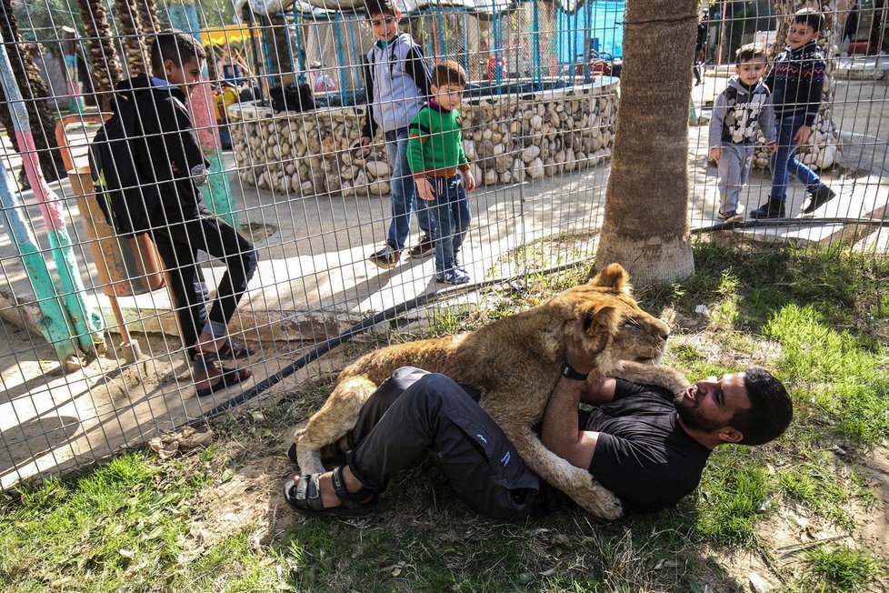 Když je fotka se lvem víc než zdraví zvířete. Zoo vytrhla lvíčeti drápy, to z toho dostalo depresi