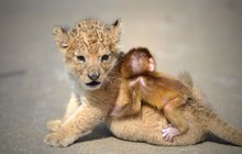 Neovyklé přátelství lvíčete a opice v čínské zoo: Kámo, vlez mi na záda!