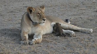 Lvice, která přepíše učebnice. Kojila totiž mládě leoparda  