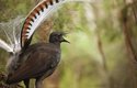 Až metr dlouhý sameček lyrochvosta nádherného (Menura novaehollandiae) je jedním z největších zpěvných ptáků