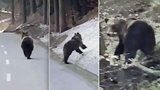 VIDEO: V Beskydech natočil medvěda! Pobíhal kolem silnice a vůbec se nebál
