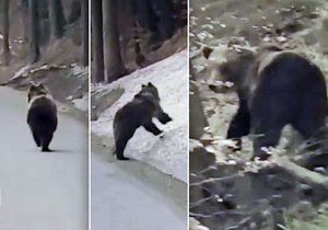 Medvěd běhal po silnici u obce Visalaje poblíž Lysé hory.