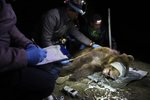 Ochráncům přírody se podařilo odchytit medvěda pohybujícího se v Beskydech.