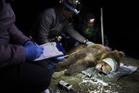 Lapili medvědici z Beskyd! Dostala obojek a ochránci přírody ji budou „šmírovat“