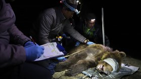 Ochráncům přírody se podařilo odchytit medvěda pohybujícího se v Beskydech.