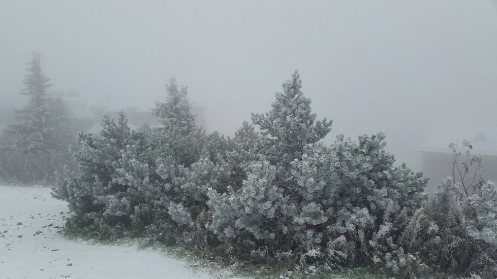 Sněhová peřina na Lysé hoře