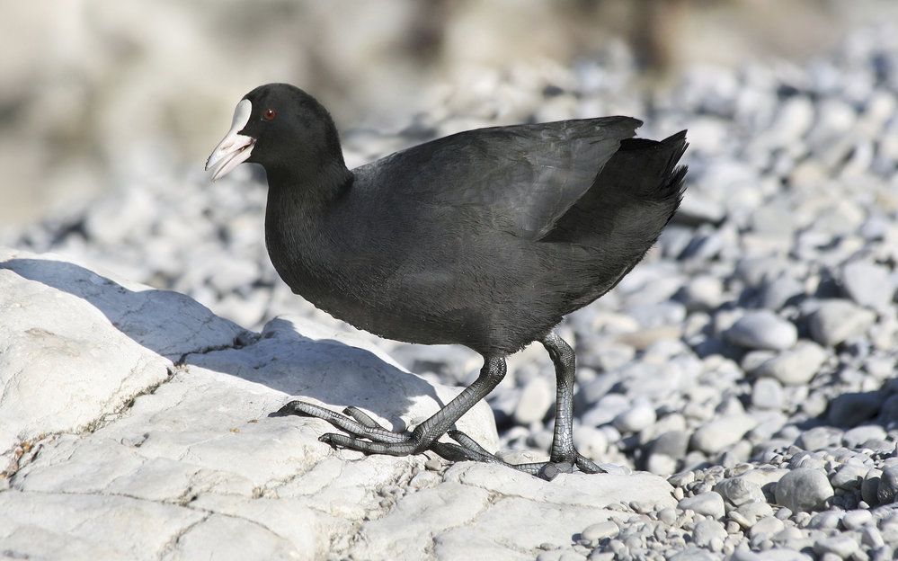 Lyska černá je pták s netypickou vlastností - agresivitou