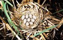 Lysky kladou větší počet relativně malých vajíček