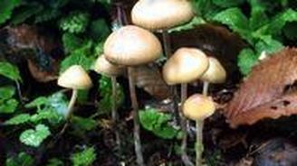 Vědci zjistili, že k získání psilocybinu nepotřebují houbičky