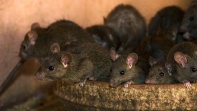 Potkanům se daří díky lidem, kteří do kuchyňské výlevky nebo záchodové mísy dávají zbytky potravin.