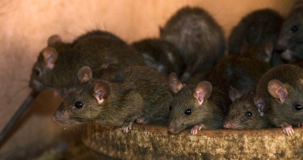 Potkanům mírná zima svědčila a Břeclav s nimi má nyní velký problém. Ilustrační foto