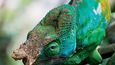 Samečka chameleona Calumna parsaonii cristifer poznáte podle typických výrůstků na hlavě.