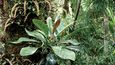 Takhtajania perrieri roste ve zdejších lesích už 120 milionů let. Přesto byla vědcům ještě celkem donedávna neznámá.