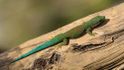 Denní gekoni z rodu Phelsuma se rádi vyhřívají.