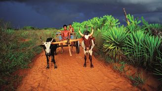 Hledání vzácné rostliny na Madagaskaru: Lepší vůl než auto aneb Dlouhá cesta do Namoroky a zpět