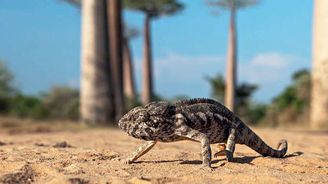 Madagaskar na rozcestí: zachová si čtvrtý největší ostrov světa své přírodní bohatství? Madagaskar na rozcestí: zachová si čtvrtý největší ostrov světa své přírodní bohatství?