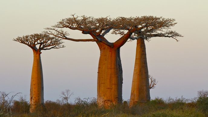 Baobaby na Madagaskaru