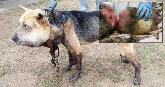 Nejotřesnější případ týrání psa? V Maďarsku se pokouší zachránit psa s extrémně oteklou hlavou prakticky oddělenou od krku.
