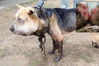 Nejotřesnější případ týrání psa? V Maďarsku se pokouší zachránit psa s extrémně oteklou hlavou prakticky oddělenou od krku