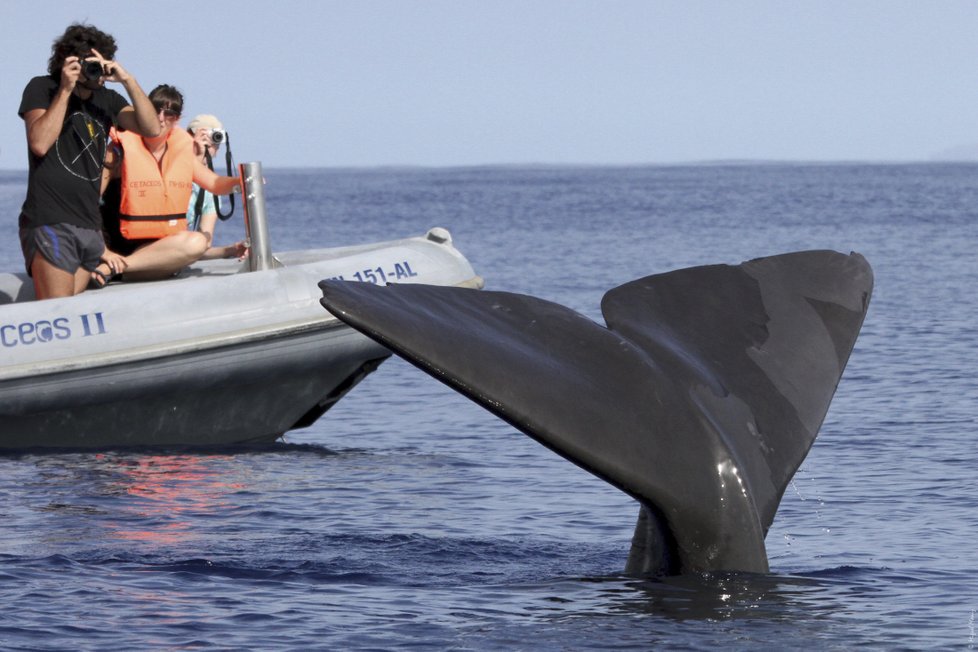 Při výletu na oceán je pravděpodobné, že zastihnete stáda delfínů, velryby nebo velké mořské želvy.