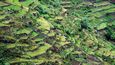 Typičtejší pohled na Madeiru - svahy zarostlé bujnou subtropickou vegetací, na kterých si místní zemědělci zbudovali typická terasovitá políčka