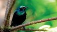 V botanické zahradě Quinta das Palmerías žijí ptáci různých druhů zcela volně. Přesto neulétnou. Mají tu bohatě prostřený stůl.