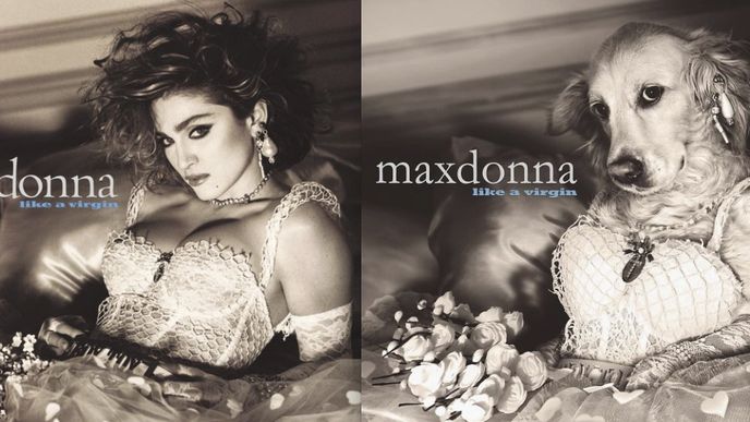 Pes Max se na fotografiích stal sexsymbolem Madonnou. 