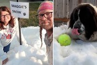 Majitelé chtěli starou fenku před uspáním potěšit: Nechali jí přivézt její milovaný sníh