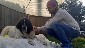 Fenka Maggie milovala zimní měsíce, kdy mohla dovádět v čerstvě napadaném sněhu.