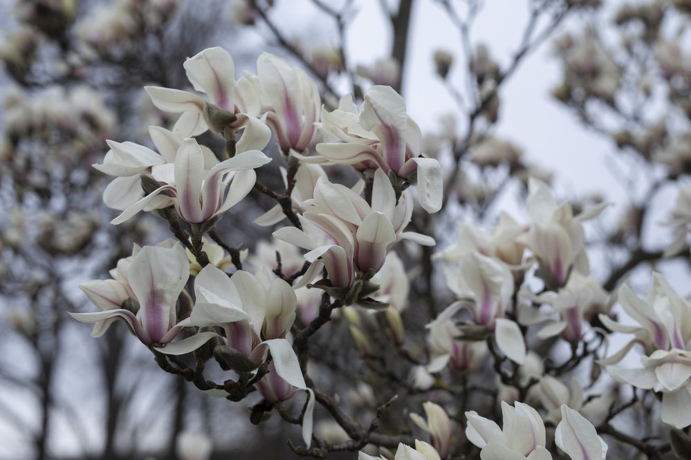 Na jaře své kožíšky svlékají něžné květy magnolií