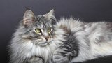 Mainská mývalí kočka: Šelma s duší kotěte