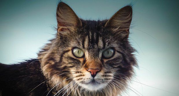 Kočičí plemena: Mainská mývalí kočka je největší kočka na světě