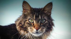 Kočičí plemena: Mainská mývalí kočka je největší kočka na světě 