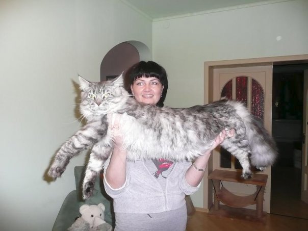 Největší kočka na světě