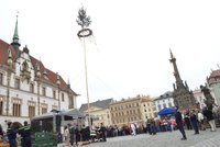 V Olomouci vztyčili májku: Kdo ji podřízne, dostane po tlamě, varoval primátor