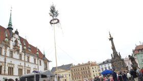 V Olomouci vztyčili májku: Kdo ji podřízne, dostane po tlamě, varoval primátor
